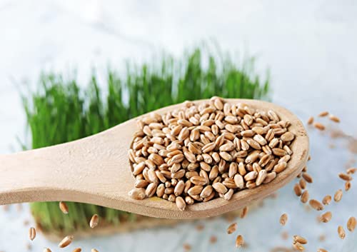 Food to Live Hard Red Wheat Berries, 3 Pounds – Sprouting for Wheatgrass, Kosher, Raw, Vegan, Bulk