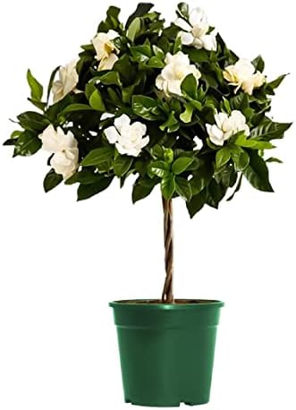 American Plant Exchange Gardenia Tree – Live Evergreen in Large 8-Inch Pot, Fragrant White Blooms, Easy-Care Indoor & Outdoor Flowering Tree for Home, Patio & Garden Décor