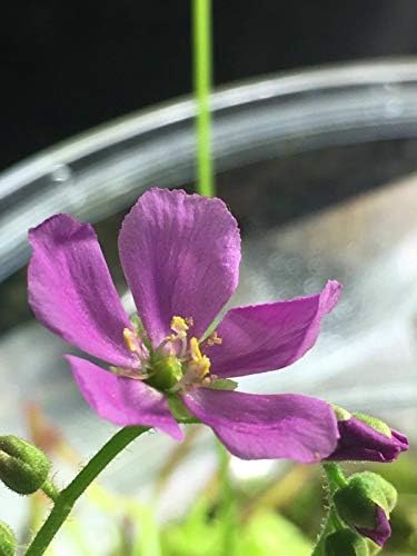 Live Tropical Carnivorous Plant Drosera capensis Pink Flower (x1) - Potted