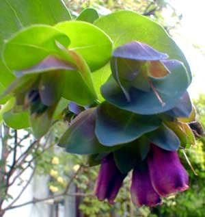 10 Blue Shrimp Plant/Honeywort/Blue Wax Cerinthe Major Flower Seeds