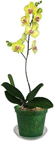 Orchid Pot - 6 inch Slotted Clear Orchid Pots - 3 Pack (Crystal Clear)
