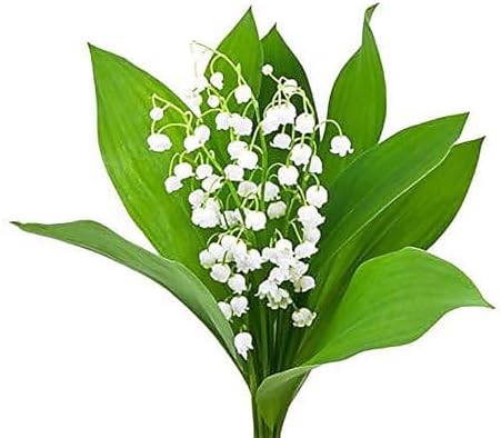 10 Very Large, Plump Lily of The Valley Plant Pips with Roots - Blooms in May