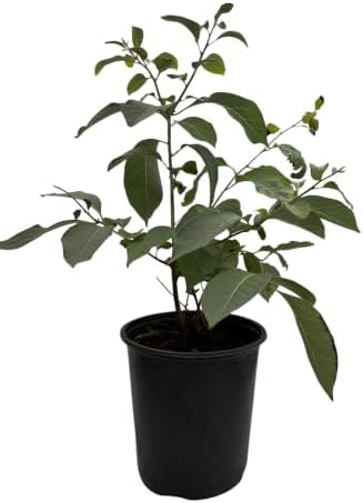 American Persimmon Tree - Diospyros virginiana - Gallon Pot - Very Hardy