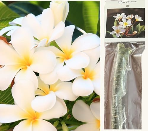 Hawaiian White Plumeria Plant Cutting ~ Grow Hawaii | 11" Cutting Easy To Root Grows 3-15ft Tall (Depending on Pruning) Indoors Outdoors