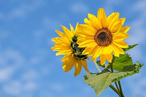 25 Slightly Assorted Flower Seeds! – Great for Bees, Birds