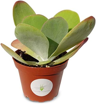 Kalanchoe Flapjacks Succulents Kalanchoe Thrysiflora in 4" Pot