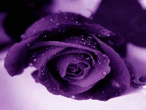 5 PURPLE ROSE Rosa Bush Shrub Perennial Flower SeedsComb S/H