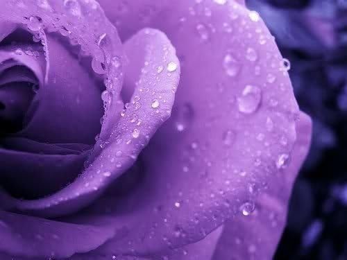 5 Purple Rose Rosa Bush Shrub Perennial Flower Seeds