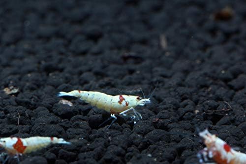 Live Freshwater Aquarium Shrimp - Caridina (Crystal Red Shrimp S-SSS Grade, 5 Pack)