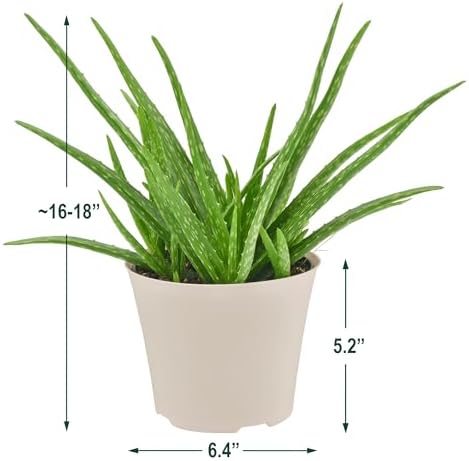 Arcadia Garden Products Live Aloe Vera Succulent Easy Indoor Houseplant in Plastic Pot, Air Purifying Ornamental Plant Gift for Home and Garden Decor