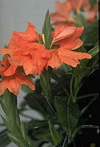 Crossandra Tropic Flame Seeds