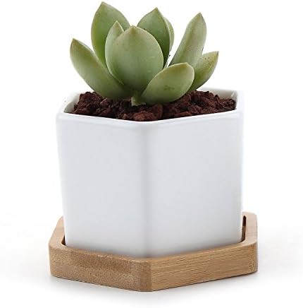 T4U Small White Succulent Planter Pots with Bamboo Tray Hexagon Set of 2, Geometric Ceramic Cactus Plant Holder, Succulent Plant Gifts for Gardener Women Coworker, Home Office Table Desk Decoration | Live cactus bonsai starter, Indoor windowsill decor, O…