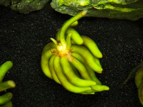 Banana Plant (Nymphoides Aquatica) Live Aquarium Plants BUY2GET1