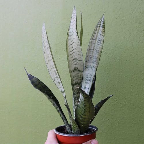 American Plant Exchange Snake Plant – Medium 6-Inch Pot Yellow Sansevieria Trifasciata, Drought-Tolerant, Air-Purifying Live Houseplant for Home