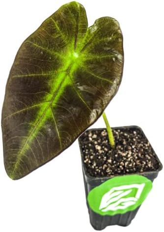 Thailand Giant Elephant Ear Live Plant - Colocasia gigantea by Wellspring Gardens - Elephant Ear Plant, Colocasia Gigantea, Elephant Ear Plant Live, Exotic Elephant Plant, Tropical Garden Design Ideas