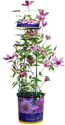 Raymond Evison Clematis - Clematis Giselle (Clematis) Perennial, pink flowers, 8`` - Size Container