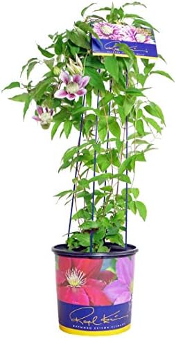 Raymond Evison Clematis - Clematis Giselle (Clematis) Perennial, pink flowers, 8`` - Size Container