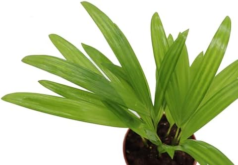 Areca Palm in 4 inch grower's Pot Sold by California Tropicals