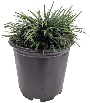 Dwarf Mondo Grass | 10 Live Plants | Ophiopogon Japonicus | Ground Cover Plant, Shade Tolerant Grass, Low Maintenance Landscaping, Evergreen Foliage, Dense Green Carpet, Drought Tolerant