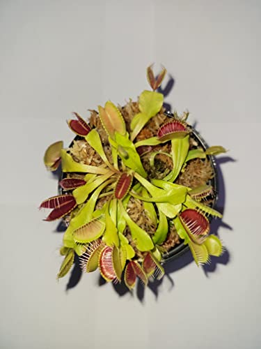 3 Small Venus Flytraps - Fly Trap - (Dionaea Muscipula) Carnivorous Plant 3 Inch Pot