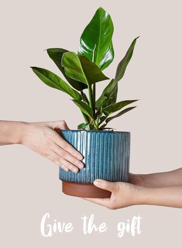LE TAUCI Ceramic Plant Pots with Drainage Holes, Set of 3, 8+6.7+5.5 Inch Stripe Garden Planter Pots for Outdoor Indoor Plants Flower