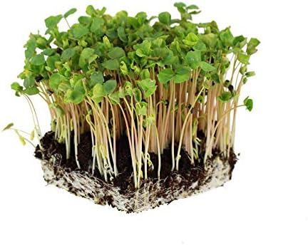 Mountain Valley Seed Co Buckwheat Seeds - 25 Lb Bulk ~300,000 Seeds