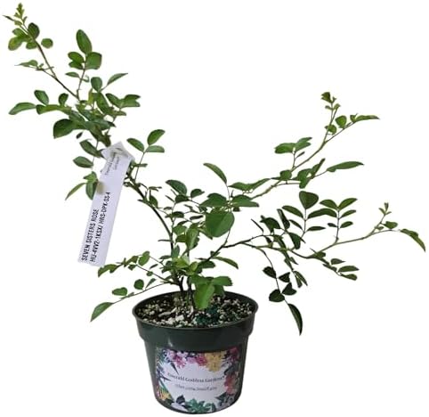 Seven Sisters Climbing Rambler Rose - Antique Heirloom Rosa Hybrid - Live Plant - Fragrant Spring Bloom - Double Pink Flower - Emerald Goddess