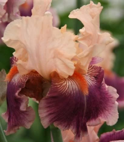 Cherry Blossom Song, Colorful Bearded REBLOOMING IRIS (1) Rhizome/Bulb/Root Ready for Planting Now