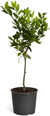 Brighter Blooms - Owari Satsuma Mandarin Tree, 1-2 ft. - No Shipping to AK, AL, AZ, CA, FL, GA, HI, LA, MS, OR, TX