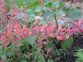 30 RED AGASTACHE 'Heather Queen' Hummingbrid Mint Hyssop Flower Herb Seeds