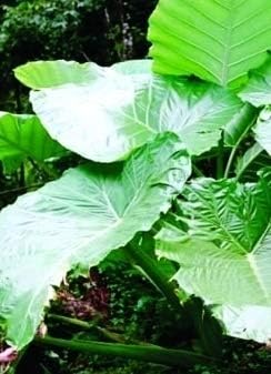 2 Plants - Thailand Giant Colocasia - Elephant Ear -Taro - 4 Inch Pot