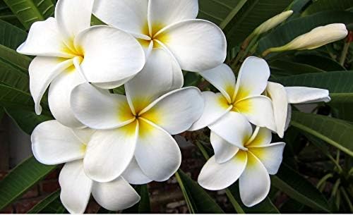 Hawaiian White Plumeria Plant Cutting Live Tropical Fragrant Tree - 10-12 Inch Unrooted Frangipani