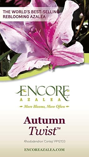 Encore Azalea Autumn Twist (2 Gallon) Pink Flowering Shrub Alive/Full Sun Live Outdoor Plant/Evergreen Plants Purple Pink Flowering Shrub - Full Sun