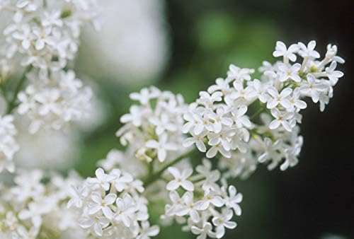 Proven Winners - Syringa x Bloomerang Dark Purple (Reblooming Lilac) Shrub, dark purple flowers, #3 - Size Container