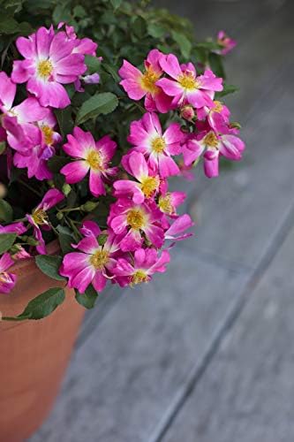 Drift Roses - Rosa Peach Drift (Rose) Rose, double peach flowers, #2 - Size Container