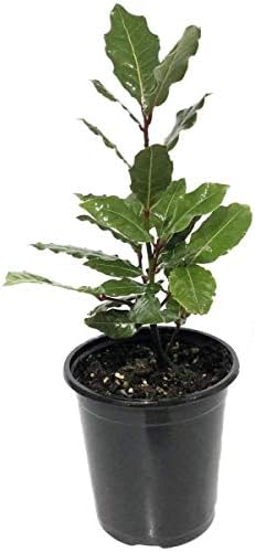 Laurus nobilis - 'Bay Leaf Tree' - Bay Laurel or Sweet Bay - Live Plant