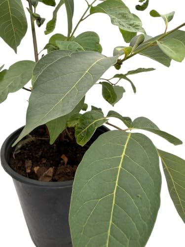 American Persimmon Tree - Diospyros virginiana - Gallon Pot - Very Hardy