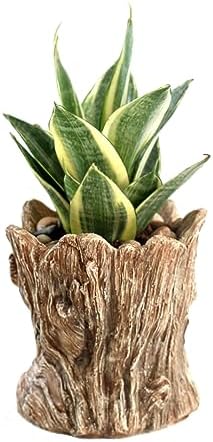Funny Planter Head Face Plant Pot with Drainage Hole Resin Succulent Plant Holder Pencil Holder Desk Organizer Office Garden Gift (Smile Face)