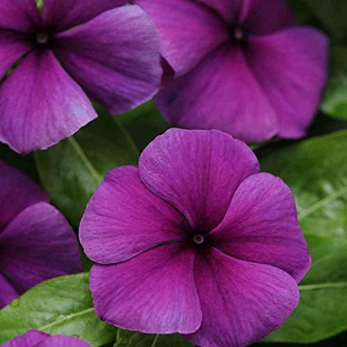Outsidepride Blueberry Periwinkle Seeds for Planting – 50 Pcs Annual, Fast-Blooming