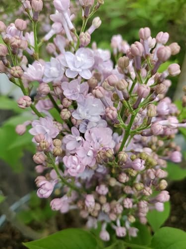 Proven Winners - Syringa x Bloomerang Dark Purple (Reblooming Lilac) Shrub, dark purple flowers, #3 - Size Container