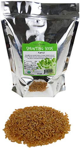 Handy Pantry Organic Kamut Seeds – 35 lb – Bulk Ancient Grain | Emergency Food Storage, Baking, Sprouting, Milling