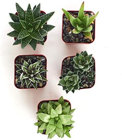 Shop Succulents | Alluring Collection of Live, Hand Selected Variety Pack of Mini 5 Different Aloe Plants in 2" Grower Pots