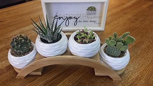 E-liu Eliu Cute Small Ceramic Succulent Pots and Stand Set, Pack of 4 | White Succulent Planter Pot with Drainage Fits Well In Windowsills