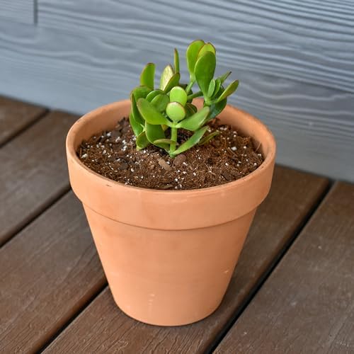 Planting Mix for Plant Propagation (4 Quarts), Hand Blended Soilless Mix for Propagating Plants, House Plants, and More
