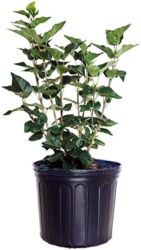 Proven Winners - Syringa x Bloomerang Dark Purple (Reblooming Lilac) Shrub, dark purple flowers, #3 - Size Container