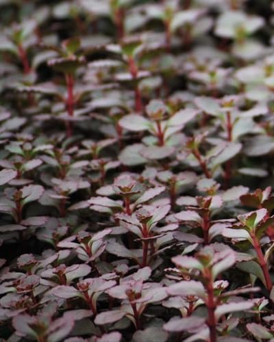 Perennial Farm Marketplace Sedum spurium 'Voodoo' (Stonecrop) Groundcover, 1 Quart, Rosy Red Flowers