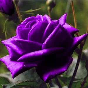 5 PURPLE ROSE Rosa Bush Shrub Perennial Flower SeedsComb S/H