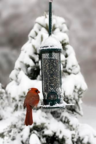 Squirrel Buster Mini Squirrel-Proof Bird Feeder for Wild Birds – 4 Metal Perches, 1 lb Seed Capacity, Chew-Proof Design, Lifetime Care