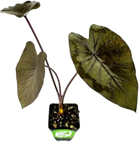 Thailand Giant Elephant Ear Live Plant - Colocasia gigantea by Wellspring Gardens - Elephant Ear Plant, Colocasia Gigantea, Elephant Ear Plant Live, Exotic Elephant Plant, Tropical Garden Design Ideas