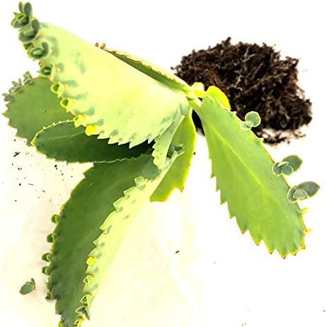 Mother of Thousands-Kalanchoe Daigremontiana-Mexican Hat Live Plant